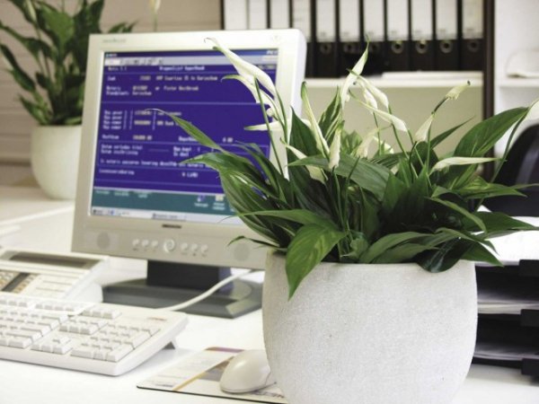 Лучшие растения для рабочего кабинета - ТОП-5 с фото и описанием 