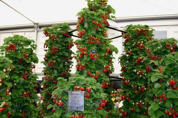 Правила выращивания клубники в теплице круглый год - фото и видео 