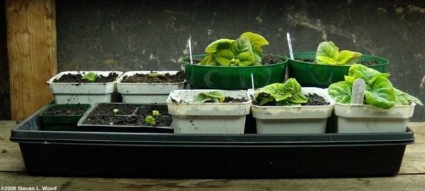 Размножение глоксинии семенами и листом с фото и видео 