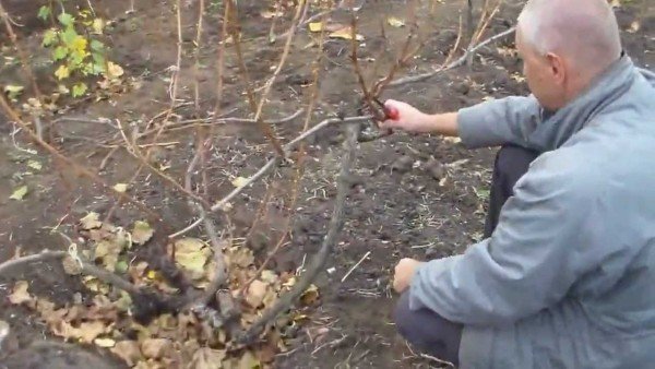 Обрезка старого винограда весной - видео, советы начинающим, как правильно 