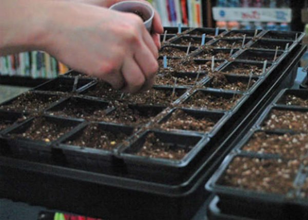 Как вырастить цикламен из семян в домашних условиях: пошаговая инструкция с фото и видео 