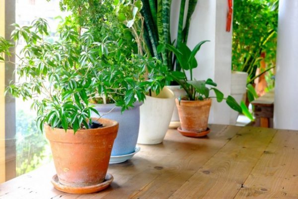 Подбор комнатных растений, подходящих к условиям в вашем доме