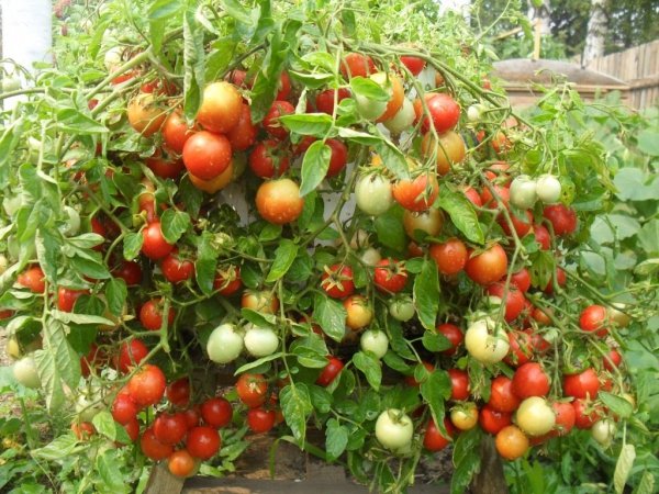 Как пасынковать помидоры правильно в теплице и открытом грунте. 