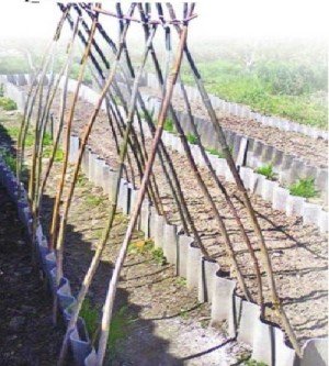 Выращивание огурцов на шпалере в открытом грунте с фото и видео 