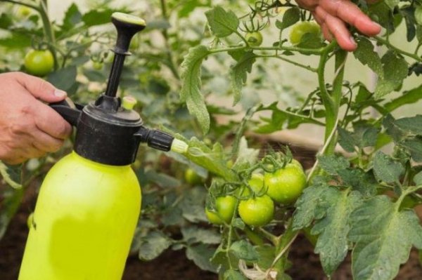 Почему гниют помидоры на ветке - причины и методы борьбы 