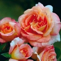 Сорта роз для цветника - ТОП-7 самых ярких с фото и видео 