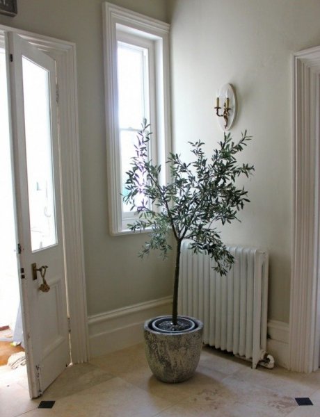 Зимовка оливковых деревьев и уход в домашних условиях 