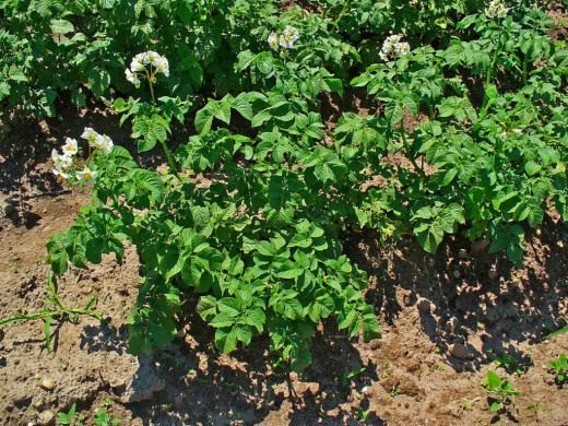 Выращивание картошки своими руками - советы бывалых 