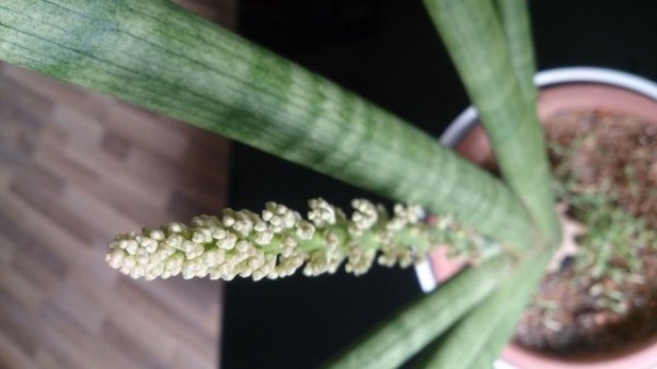 Сансевиерия цилиндрическая — самое простое в уходе комнатное растение. Выращивание в домашних условиях. Фото и видео 