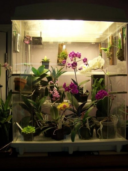 Орхидариум — уютный «дом» для орхидей. Выбор растений. Уход в домашних условиях. Фото и видео 