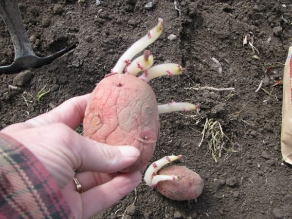 Посадка картофеля - способы и схемы, как и на какую глубину сажать 