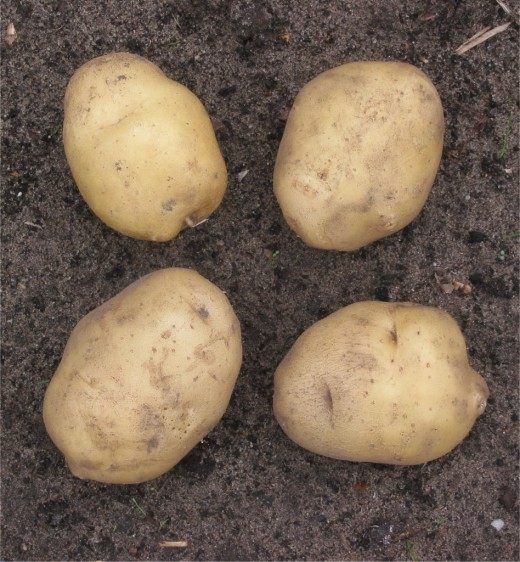 10 секретов выращивания картофеля в домашних условиях 
