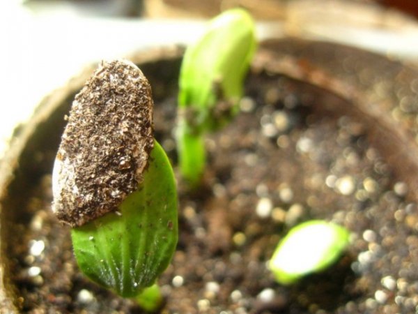 Рассада тыквы - когда сажать, выращивание в домашних условиях 