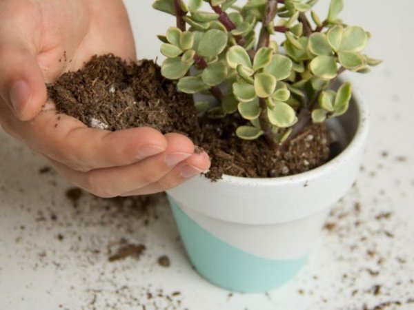 Почему не растут комнатные растения? Проблемы замедленный рост 