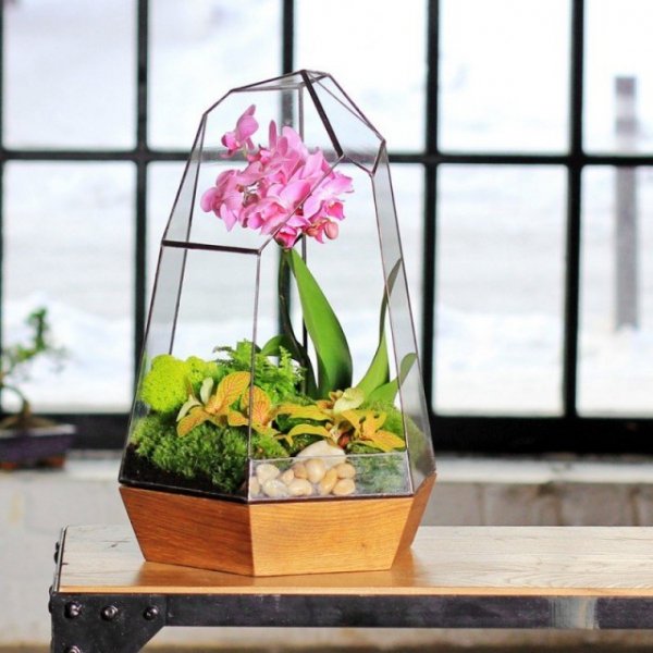 Орхидариум — уютный «дом» для орхидей. Выбор растений. Уход в домашних условиях. Фото и видео 