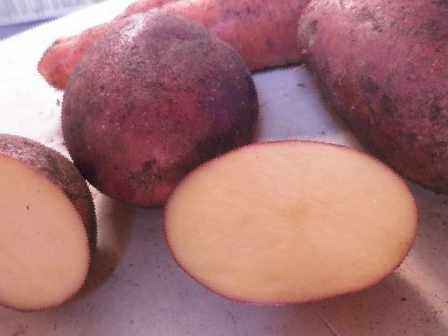 Китайский способ выращивания картофеля 