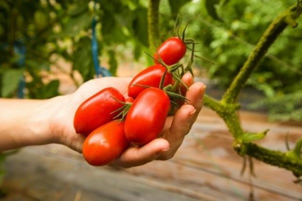 Выращивание помидоров в теплице с препаратом Экомик Урожайный. 