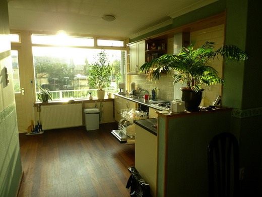 Комнатные растения в интерьере кухни. Дизайн и флористика с фото и видео. 