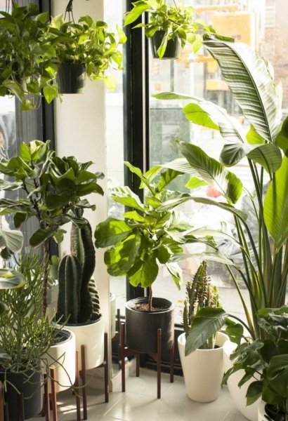 Растения на окне фото и видео. Как уместить много комнатных растений на подоконнике? 