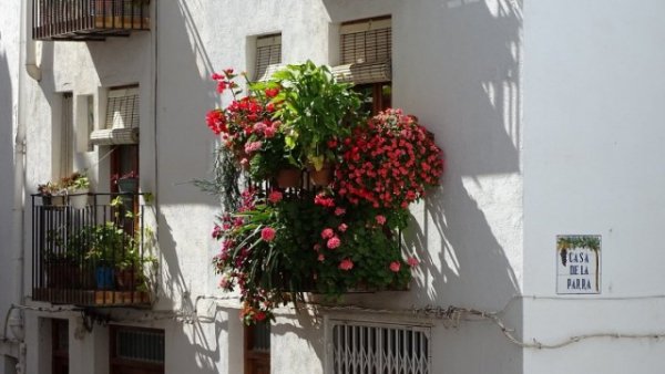 Вертикальное озеленение балконов - фото и видео 