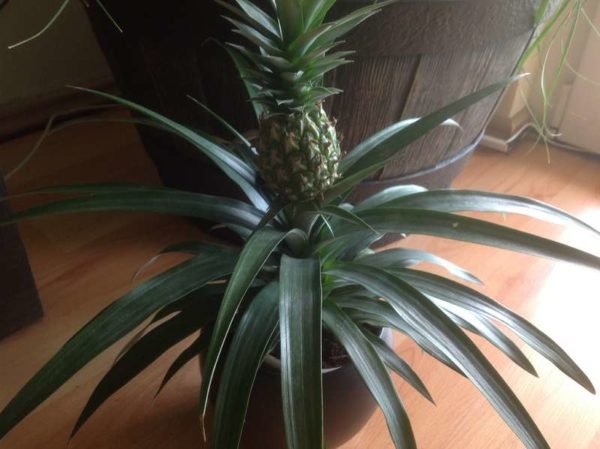 Как вырастить ананас из верхушки в домашних условиях + фото и видео 