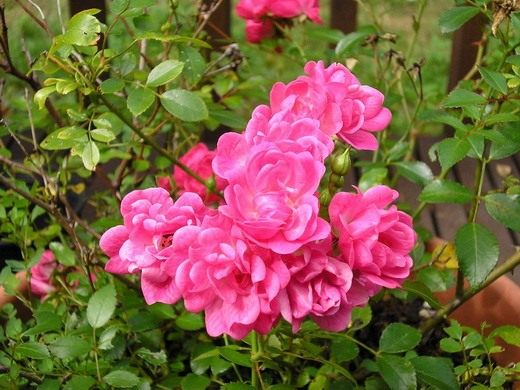 Роза миниатюрная - выращивание и уход в домашних условиях 