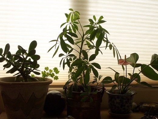 Полезные комнатные растения - фото и названия с описанием 