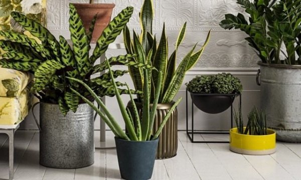 Растения фильтры для дома — какие растения лучше очищают воздух?