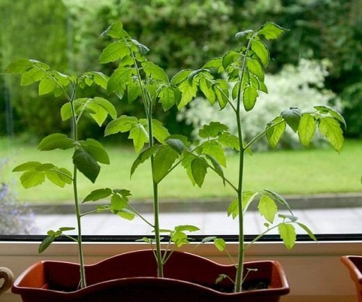 Как вырастить рассаду помидоров в домашних условиях - способы 