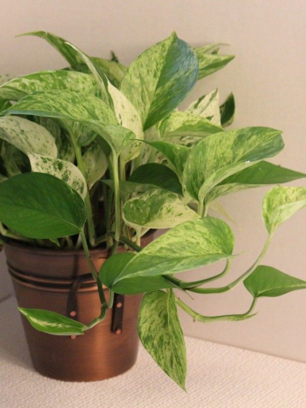 Растения фильтры для дома - какие растения лучше очищают воздух? 