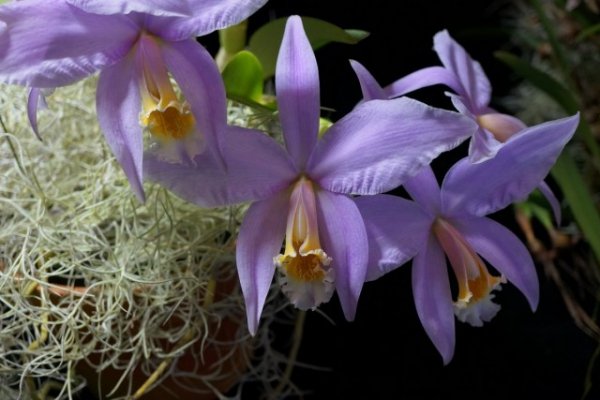 Лелия орхидея — самая деликатная среди орхидей. Виды, уход в домашних условиях. Фото и видео 