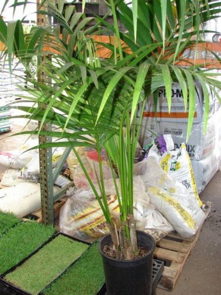 Пальма - уход в домашних условиях, выращивание и размножение 