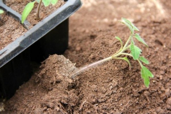 Выращивание помидоров в теплице с препаратом Экомик Урожайный 