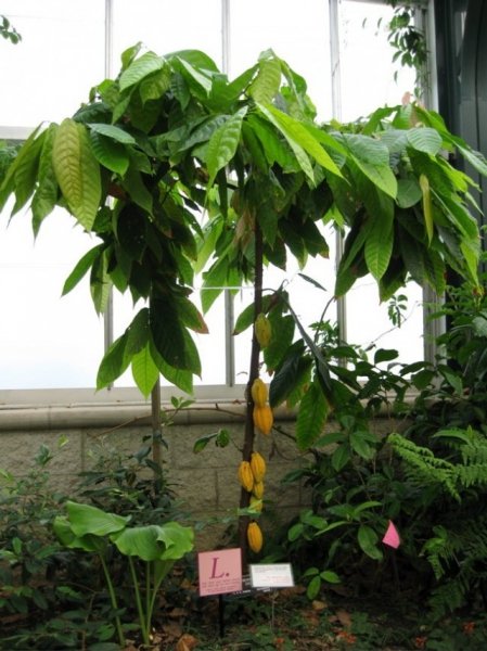 Шоколадное дерево в комнате и особенности выращивания какао. Уход в домашних условиях. Фото и видео 