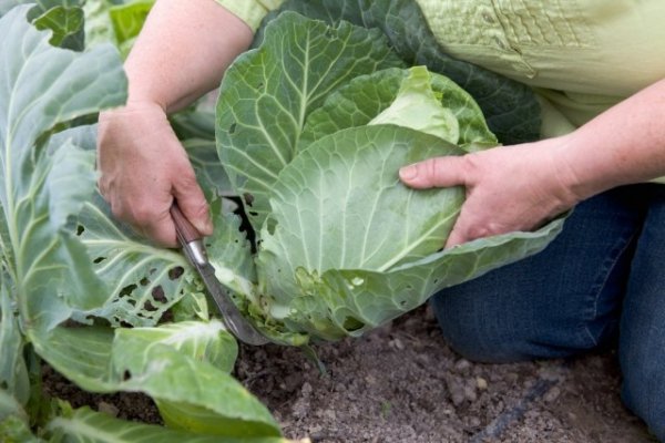 Как хранить свежую капусту до весны - зависит от сорта и условий 