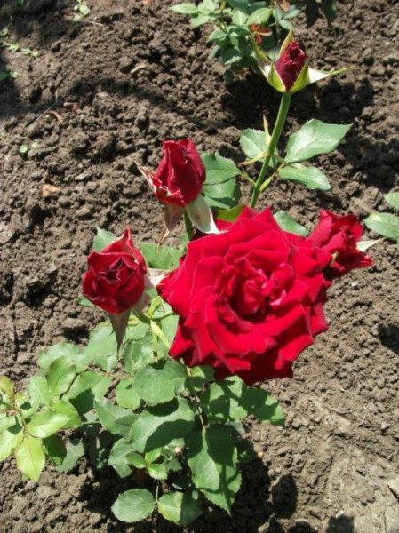 Розы из осенних черенков и осеннее черенкование с фото и видео 