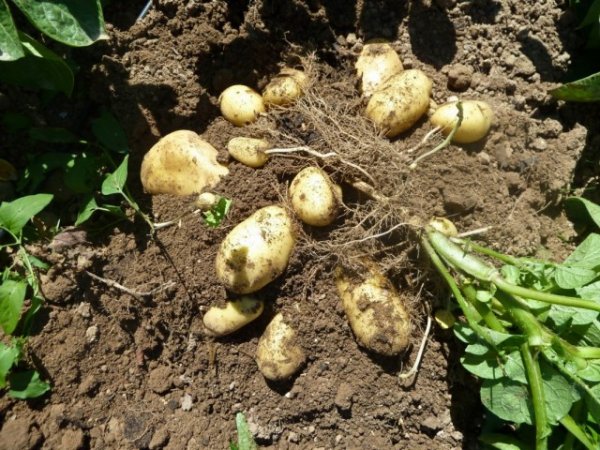 Когда и как правильно копать картошку - сроки и советы 