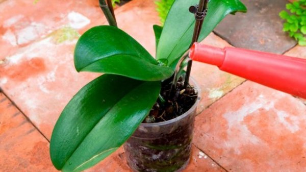 Как поливать орхидею в домашних условиях? Особенности полива в определенное время развития. Фото 