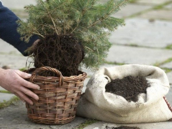 Как сохранить новогоднее дерево для сада? Ель, сосна, туя, можжевельник, пихта в горшке или кадке до весны. 