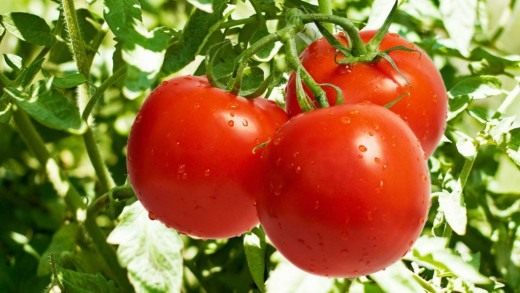 Выращивание помидоров в теплице. 