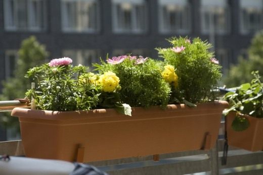 Цветы на балконе. Украшение цветами. Какие растения подобрать. Уход, выращивание. Фото 