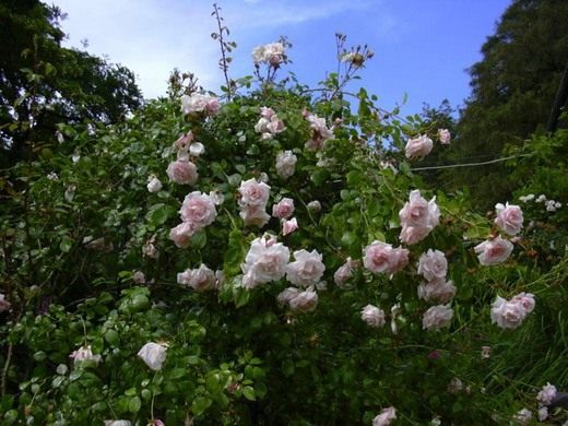 Роза плетистая - уход в домашних условиях, выращивание 