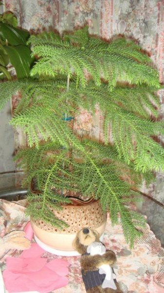 Араукария домашняя вместо елки - уход и выращивание с фото 