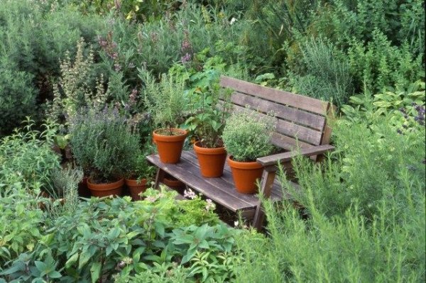 Лекарственные растения фото и описание для дачи и сада