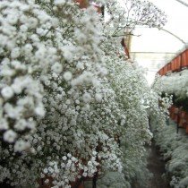 Цветы, которые можно посеять под зиму. Название, описание, фото 