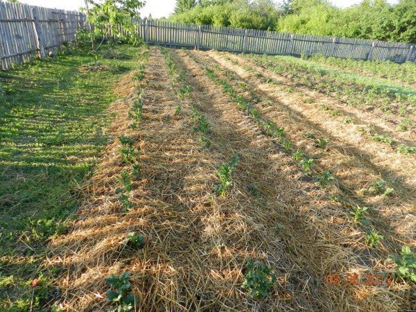 Способ выращивания картофеля под соломой, отзывы огородников с фото и видео 