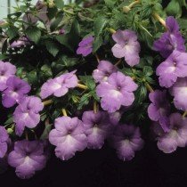 Ахименес — пышное цветение при минимальном уходе. Выращивание в комнатных условиях. Фото и видео. 