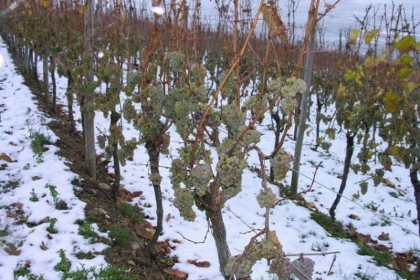 Защита винограда от морозов и укрытие винограда зимой