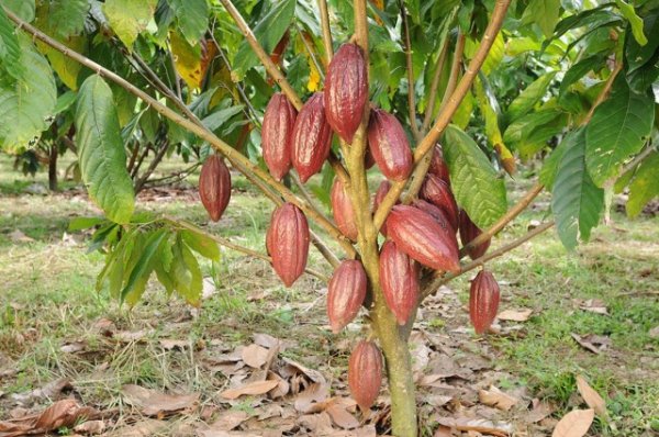 Шоколадное дерево в комнате и особенности выращивания какао. Уход в домашних условиях. Фото и видео 