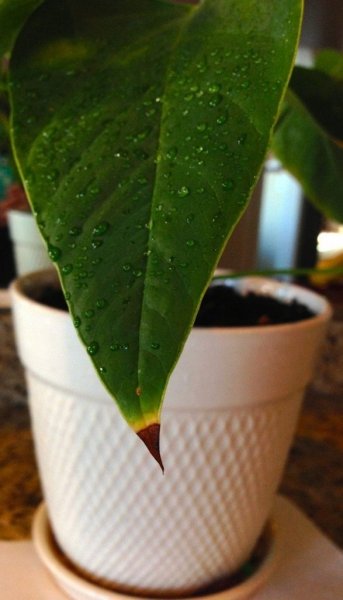 Почему сохнут кончики листьев у комнатных растений? Фото и видео 